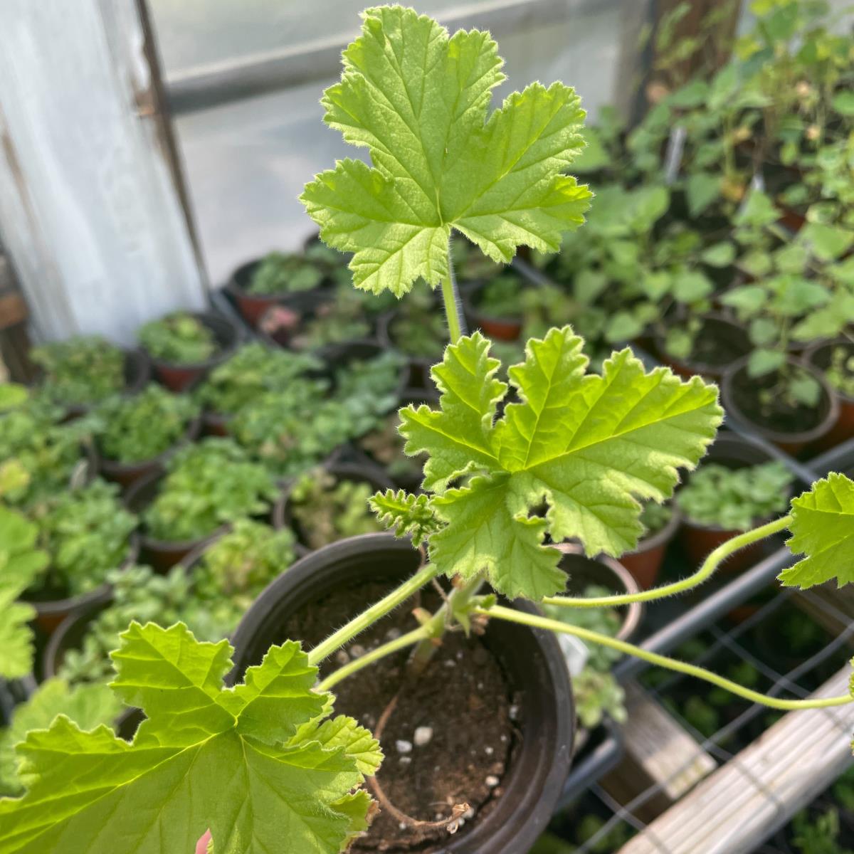 Rose Geranium - Live Plant