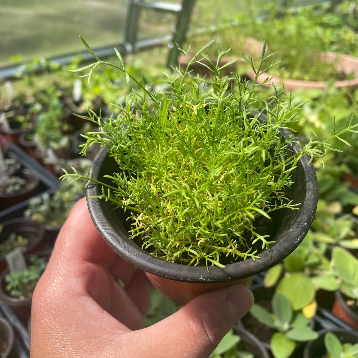 Chamomile - Live Plant