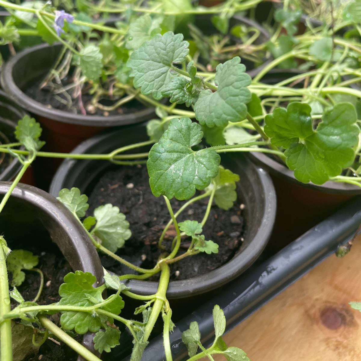 Ground Ivy - Live Plant