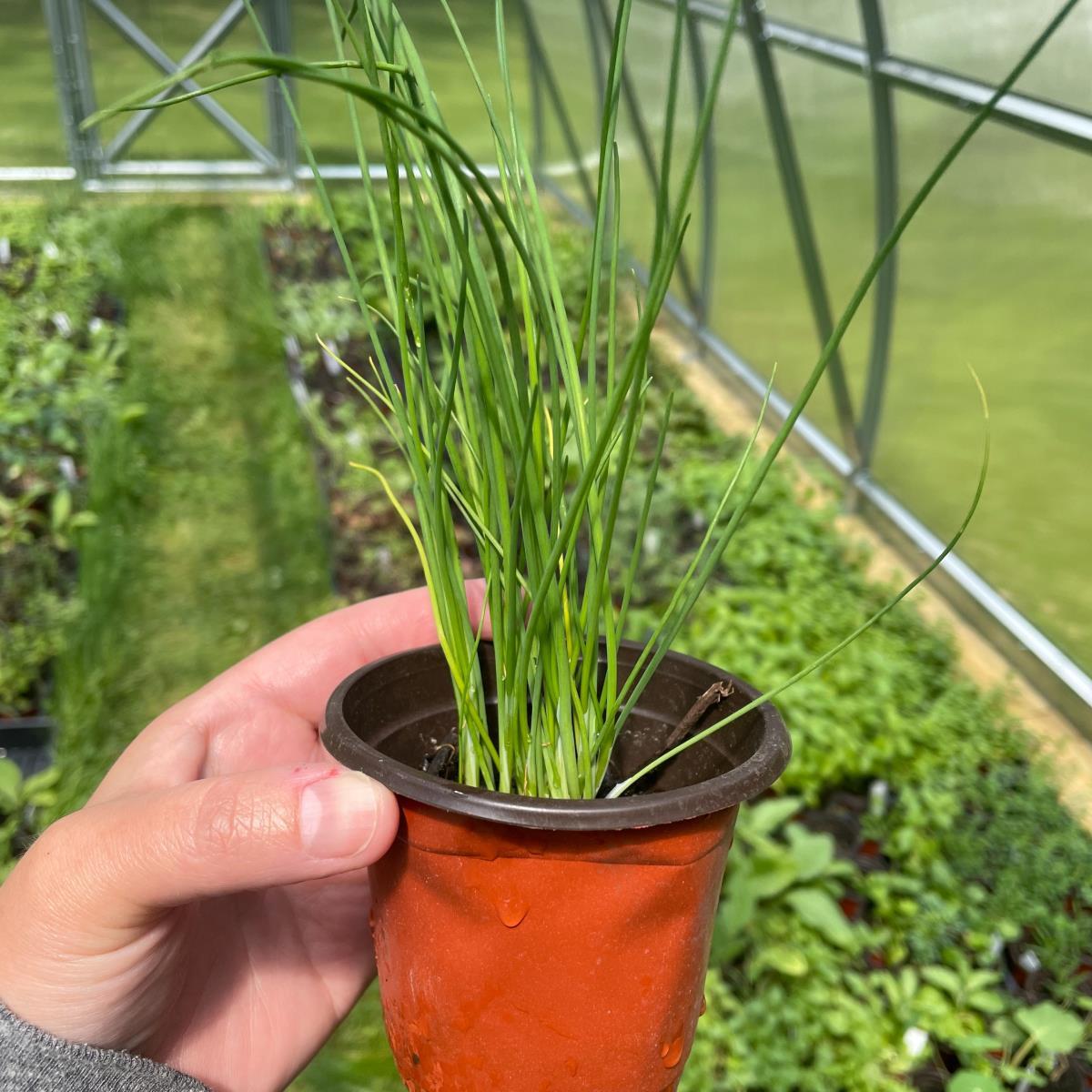 Garlic Chives - Live Plant